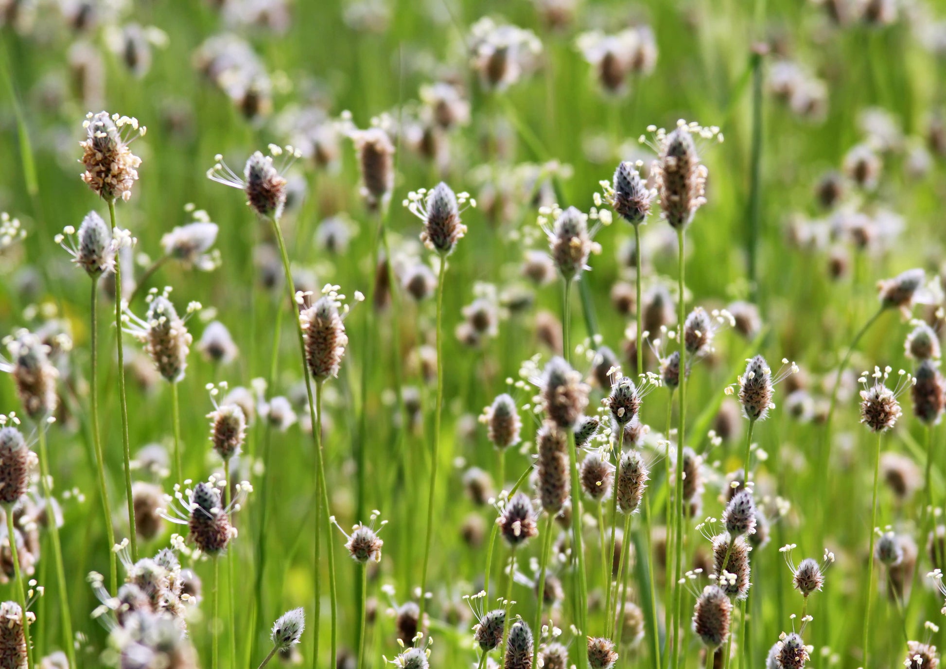 Psyllium Husk Powder, 0.75 Pounds — Kosher, Raw, Vegan — by